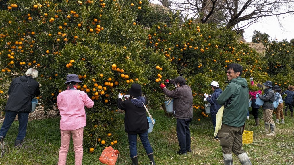 鹿児島・南北600キロのミカン物語 〜めずらしか在来種とポンカンに出会える講座やっど〜
