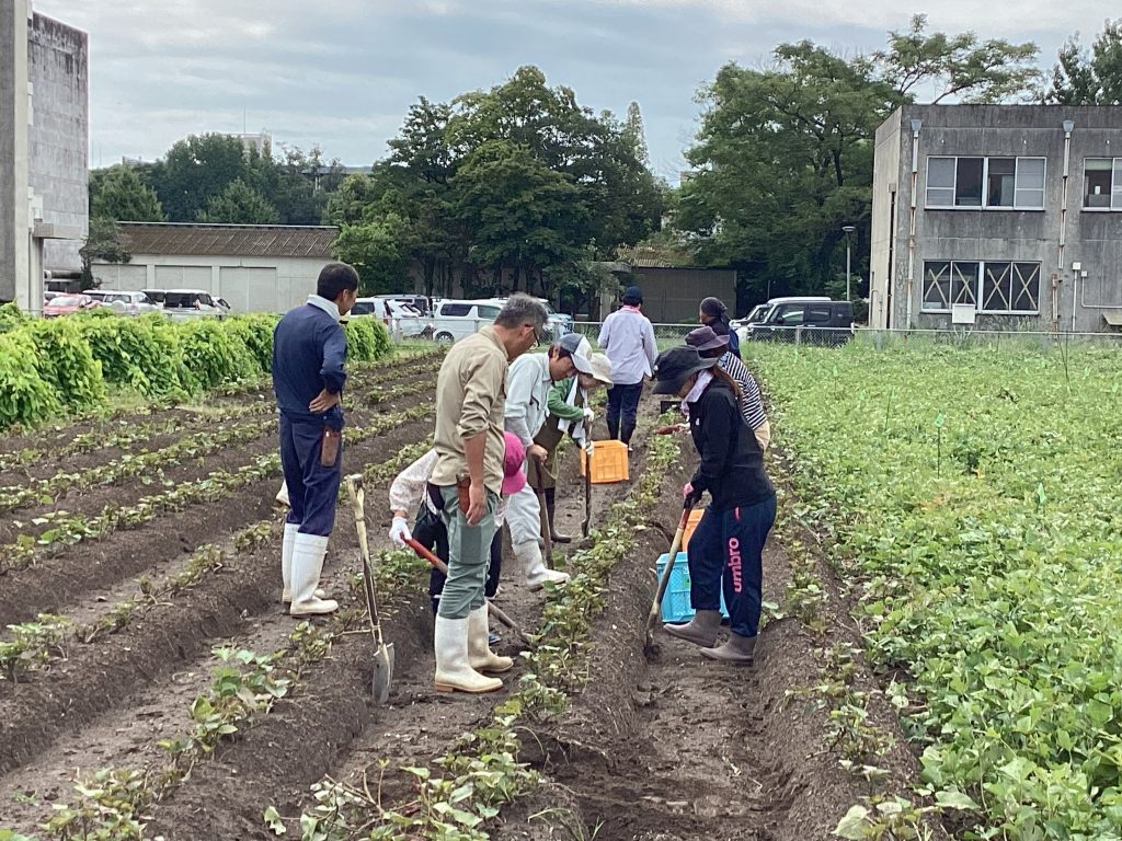 附属農場市民講座「紅はるか収穫体験」